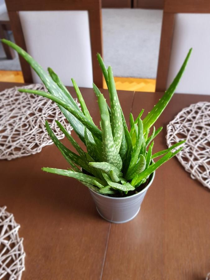 Wygodny Przestronny Apartament Janowskie Blonia 루미아 외부 사진